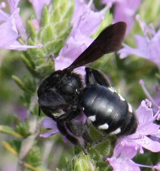 Andrena cfr asperrima